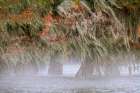 Morning mist and autumn colors on Caddo Lake, Texas. Art Print